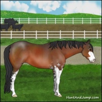 Horse Color:Brown Sabino 