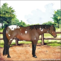 Horse Color:White Spotted Bay Appaloosa 