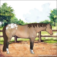 Horse Color:Brown Dun Appaloosa 