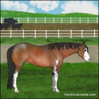 Horse Color:Brown Sabino