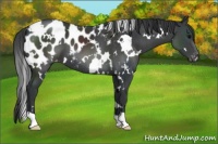 Horse Color:White Spotted Black Blanket 