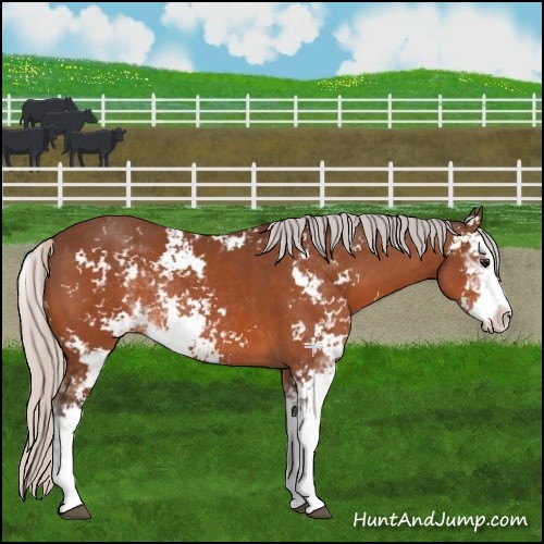 Horse Color:Silver Bay Sabino Rabicano 