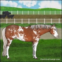Horse Color:Silver Bay Sabino Rabicano 