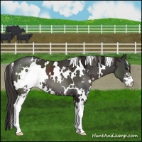 Horse Color:White Spotted Smoky Black Sabino 