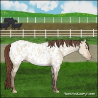 Horse Color:Sable Champagne Dun Near Leopard 