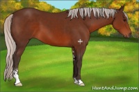 Horse Color:Silver Brown Sabino 