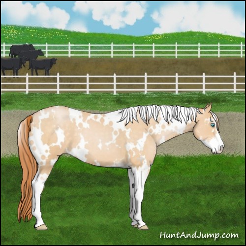 Horse Color:White Spotted Buckskin Pearl Sabino 