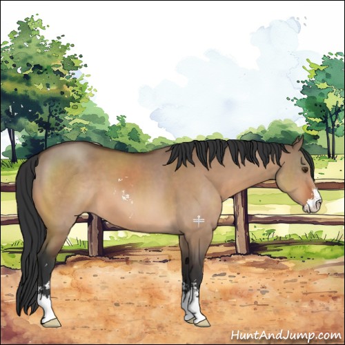 Horse Color:Brown Dun Sabino