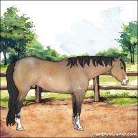 Horse Color:Brown Dun Sabino