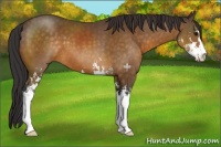 Horse Color:Buckskin Sabino