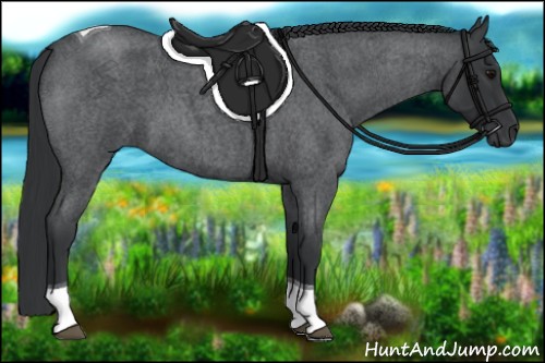 Horse Color:Blue Roan Tobiano 