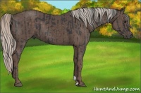 Horse Color:Black  and Silver Black 