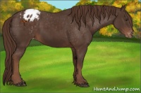 Horse Color:Liver Chestnut Appaloosa 