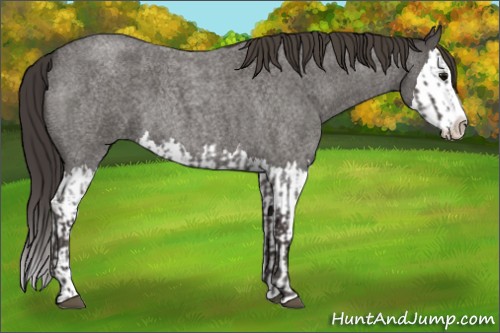 Horse Color:Smoky Blue Roan Sabino Splash and Smoky Blue Roan Sabino Splash