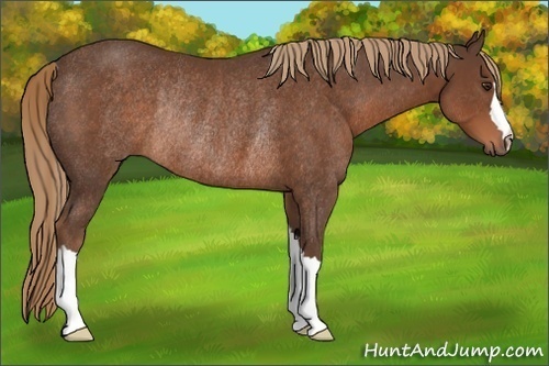 Horse Color:Liver Chestnut Rabicano