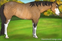 Horse Color:Buckskin Sabino Rabicano