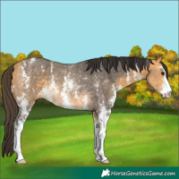 Horse Color:Buckskin Sabino Rabicano 
