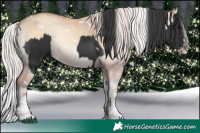 Horse Color:Black Splash Tobiano  and White Spotted Silver Classic Champagne Onyx Splash 