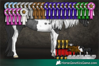 Horse Color:Black Tobiano Rabicano 