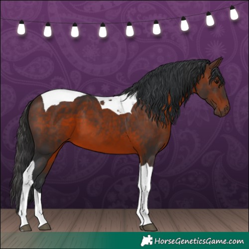 Horse Color:Brown Tobiano