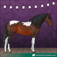 Horse Color:Brown Tobiano 