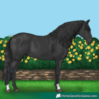 Horse Color:Black 