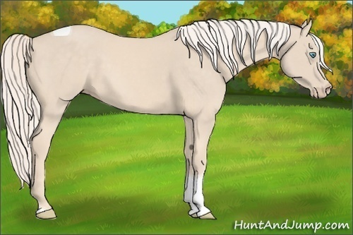 Horse Color:Cremello Tobiano