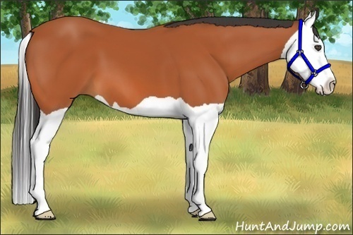 Horse Color:Bay Splash 