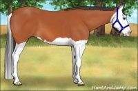 Horse Color:Bay Splash 