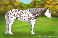 Horse Color:Silver Brown Splash Near Leopard 
