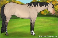 Horse Color:Brown Dun Sabino
