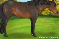 Horse Color:Buckskin Sabino