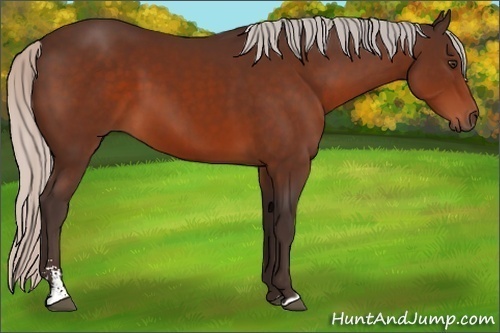 Horse Color:Silver Brown Sabino 