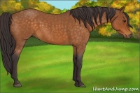 Horse Color:Buckskin Roan 