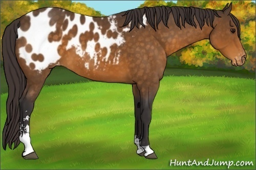 Horse Color:Buckskin Sabino Appaloosa