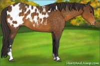 Horse Color:Buckskin Sabino Blanket