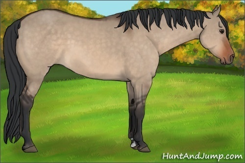 Horse Color:Brown Dun Sabino 