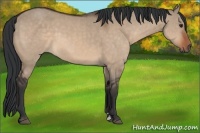 Horse Color:Brown Dun Sabino 
