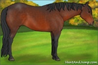 Horse Color:Brown Sabino 
