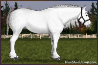 Horse Color:Gray White Spotted Bay 