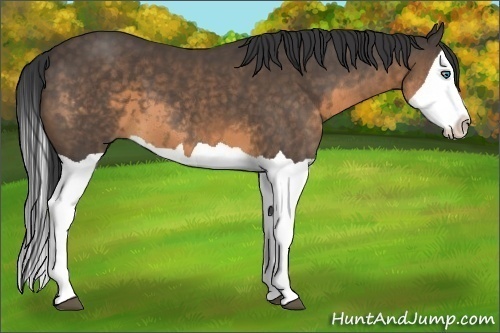 Horse Color:Buckskin Splash 