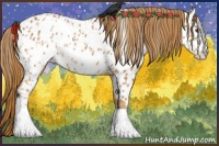 Horse Color:Chestnut Appaloosa 