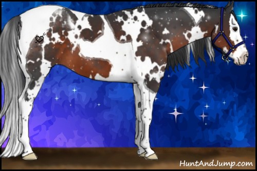 Horse Color:White Spotted Brown Splash Tobiano 