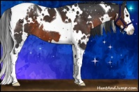Horse Color:White Spotted Brown Splash Tobiano 