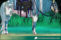 Horse Color:Watercolor White Spotted Buckskin 