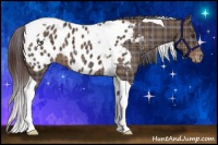Horse Color:Plaid Liver Chestnut Tobiano Near Leopard