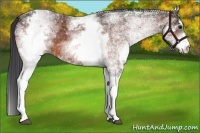 Horse Color:White Spotted Bay 