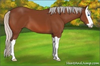 Horse Color:Silver Brown Splash 