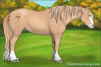 Horse Color:Gold Champagne Splash 