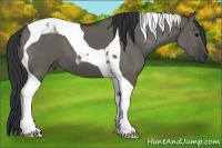 Horse Color:Grullo Tobiano 